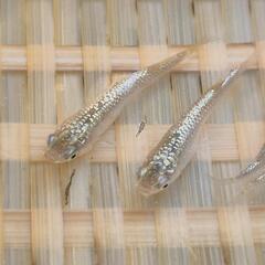 オリジナルメダカ　【アルタイル（仮名）】　画像の若魚　雄2雌2  出品開始します。の画像