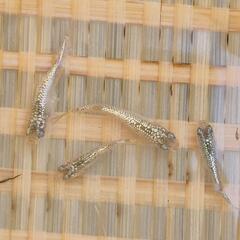 オリジナルメダカ　【アルタイル（仮名）】　画像の若魚　雄2雌2  出品開始します。の画像