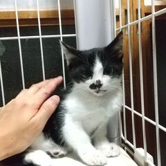 なでなで大好き黒白ちゃん☆お見合い入りました！ - 猫
