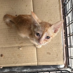 🆘【緊急・子猫兄弟の里親募集】🆘　子猫　オス　2ヶ月ほど　子ネコ