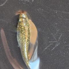 人気メダカ　【金塊】　画像の若魚　雄2雌2を出品致します。の画像