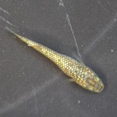 人気メダカ　【金塊】　画像の若魚　雄2雌2を出品致します。の画像