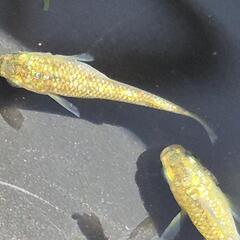 人気メダカ　【金塊】　画像の若魚　雄2雌2を出品致します。の画像