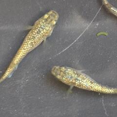人気メダカ　【金塊】　画像の若魚　雄2雌2を出品致します。の画像