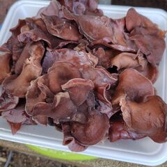 生(なま)きくらげ  #2  100g 200円の画像