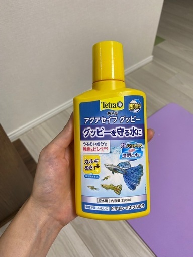 水槽セット+ 観賞魚、エビ、巻貝