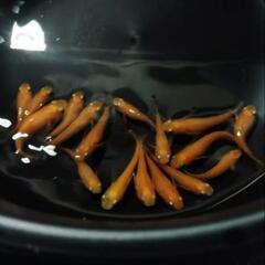 皇帝　15匹　ショート　めだかの画像