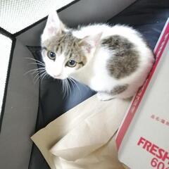【一旦受付停止】子猫　メス猫　生後２か月　元気で可愛い顔