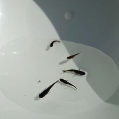 オロチの稚魚　メダカ　10匹〜の画像