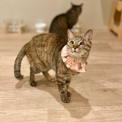 おめめがランラン★ランランちゃん