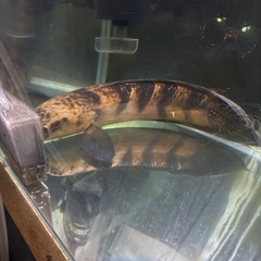 肉食魚:熱帯魚の画像