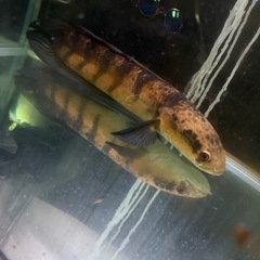 肉食魚:熱帯魚