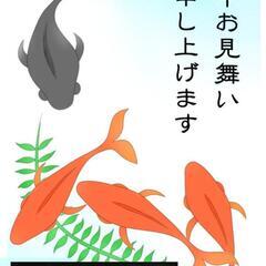 ♦改良めだか販売♦日田市