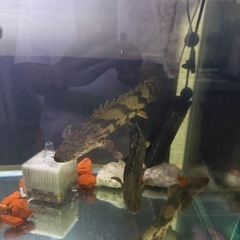 肉食魚:熱帯魚の画像