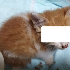 捨てられてしまっていた子猫。