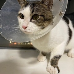 里親募集！！キジトラ兄妹猫カイくんナルちゃんを一緒に迎え入…