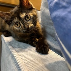約2カ月メスのサビ猫ちゃん