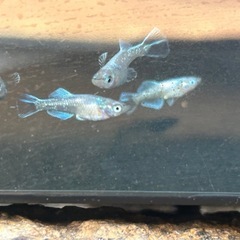 パール体外光✖️モルフォ　幼魚10匹