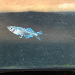 パール体外光✖️モルフォ　幼魚10匹の画像