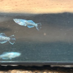 パール体外光✖️モルフォ　幼魚10匹の画像