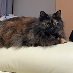毛長　サビ猫　女の子　3歳くらい