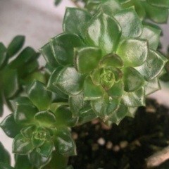 レディジア 多肉植物 観葉植物の画像