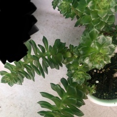 レディジア 多肉植物 観葉植物の画像