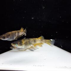 メダカ　和墨月虎の画像