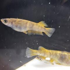 メダカ　和墨月虎の画像