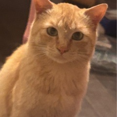 助けて下さい！猫のジョジョ