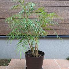 マホニアコンフューサ(株高８０ｃｍ)の画像