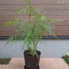 マホニアコンフューサ(株高８０ｃｍ)の画像