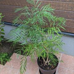 マホニアコンフューサ(株高８０ｃｍ)の画像