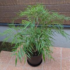 マホニアコンフューサ(株高８０ｃｍ)の画像