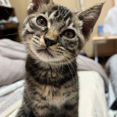 里親さん募集しています