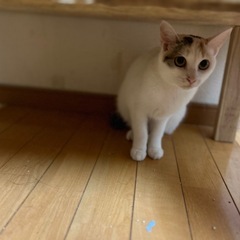 三毛猫　女の子　1歳くらい　 - 八代市