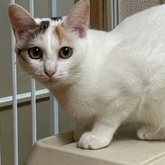 三毛猫　女の子　1歳くらい　