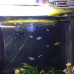 ◆ミッキーマウスプラティ(稚魚)の画像