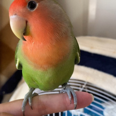 【一時募集停止】コザクラインコ︎︎ ♀【サクラ】2歳