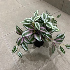 IKEAフェイカの画像