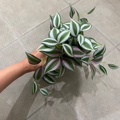IKEAフェイカの画像