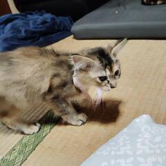 子猫を保護しました。うちでは、飼えないので大切に飼ってくれ…