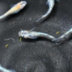 メダカ　草餅　若魚オス・メス混合5匹！の画像