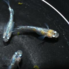 メダカ　草餅　若魚オス・メス混合5匹！の画像