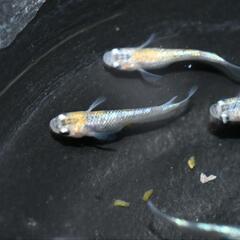 メダカ　草餅　若魚オス・メス混合5匹！の画像