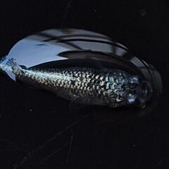メダカ　【サファヘイキ】　画像の若魚　雄2雌3を出品致します。の画像
