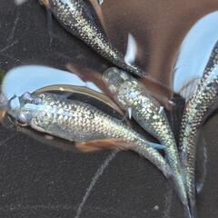 メダカ　【サファヘイキ】　画像の若魚　雄2雌3を出品致します。の画像