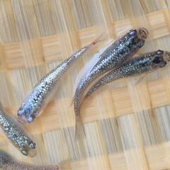 メダカ　【サファヘイキ】　画像の若魚　雄2雌3を出品致します。の画像