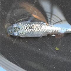 メダカ　【サファヘイキ】　画像の若魚　雄2雌3を出品致します。の画像