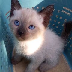 生後1ヶ月半　シャム風　黒猫　子猫